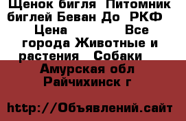 Щенок бигля. Питомник биглей Беван-До (РКФ) › Цена ­ 20 000 - Все города Животные и растения » Собаки   . Амурская обл.,Райчихинск г.